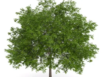 Maidenhair Tree Ginkgo biloba 3D model