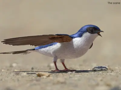  House Martin Bird 