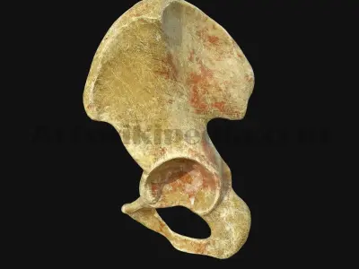 3D Pelvic Anatomy 3D model