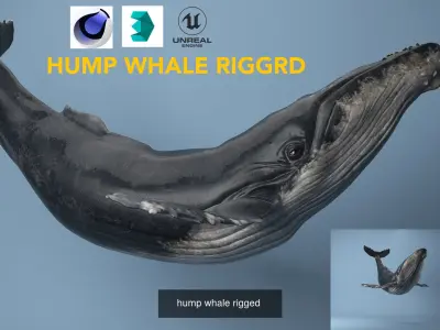humpback whale plus White shark both rigged  3D Model Pack