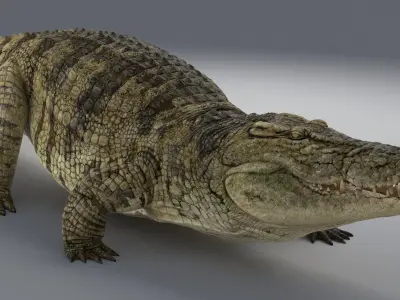  Crocodile Rigged 