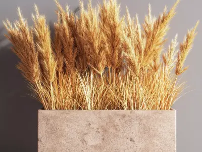 Indoor Plant Set 54  pampas 3D model