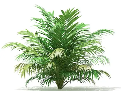 Golden Cane Palm Tree 3D Model 2m 3D model