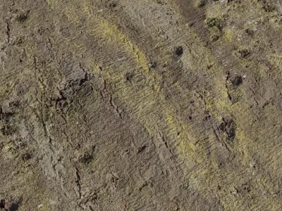 Muddy Forest Ground With Yellow Moss PBR Texture 4K Texture