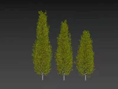  Evergreen arbor 3D model