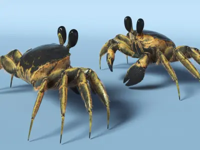  Atlantic Beach Crab Black Fur Rigged for Maya 