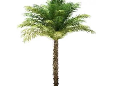 Date Palm Tree 3D Model 5m 3D model