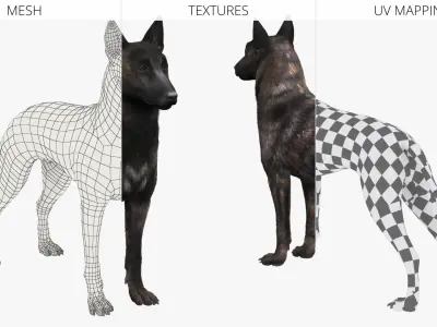  Dog Dutch Shepherd Fur 