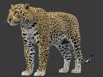  Leopard V2 Animated-Rigged-Fur 