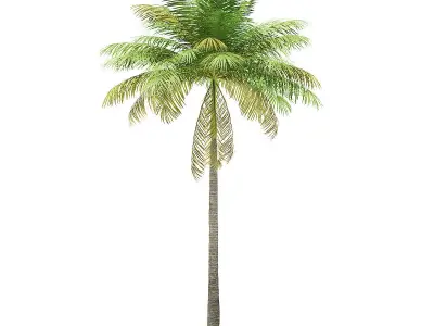 Bottle Palm Tree 3D Model 7m 3D model