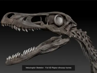 3D Dinosaurs Skeleton Bones 3D Model Pack