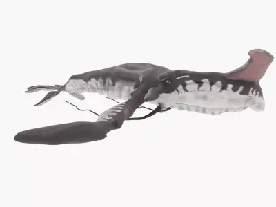 Tulkun from Avatar Rigged 3D Model Low-poly 3D model