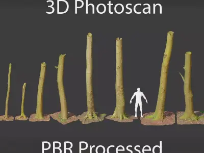PBR 8x Beech Tree Trunk Real Scan Roots Collection Low-poly 3D model