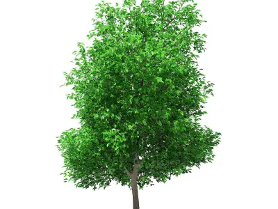 Grapefruit Tree 3D model