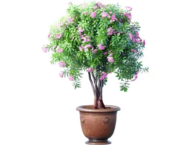 Evergreen lilac flowering shrub Oleander in a classic pot 3D model