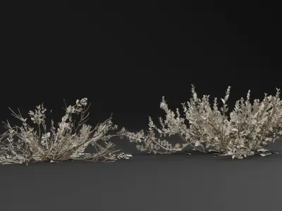 Atriplex amnicola Plant 3D model