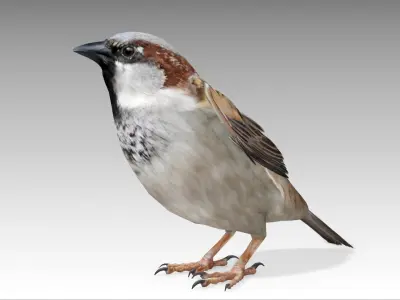  Sparrow 