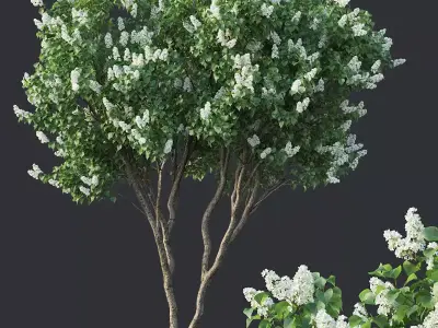 Lilac Syringa vulgaris Nr4 - Two trees H390cm 3D model