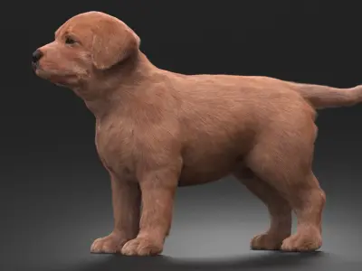  Brown Labrador Retriever Puppy Fur for Maya 