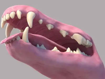 Dog Mouth 3D model