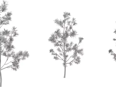 Realistic Pine Sapling Tree Pack  Low-poly 3D model