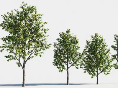 Celtis occidentalis tree-3 3D model