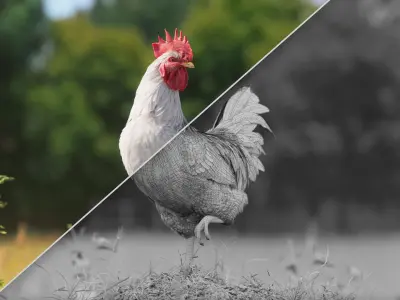 White Cock Animated 