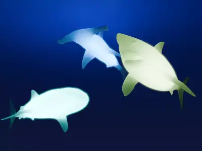 Shark Indirect Lighting 3D model