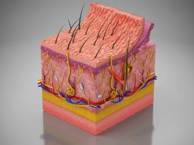 Skin Anatomy 3D model