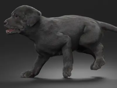  Walking to Running Retriever Puppy Fur Animated Rigged 