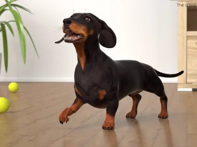  Small Breed Long Dog with Droopy Ears Black Rigged for Maya 