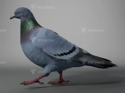  Pigeon Animated for Maya 