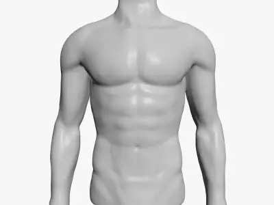 Male Mannequin Torso 3D model