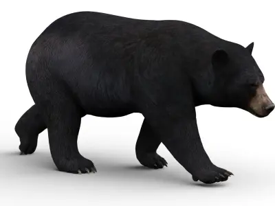  Animated Bear Family 3D Bundle Black Bear and Sloth Bear 