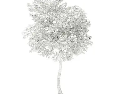 Olive Tree 3D model