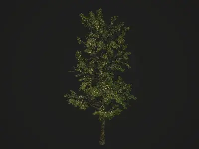 Realistic Tree 3D model Low-poly 3D model Low-poly 3D model