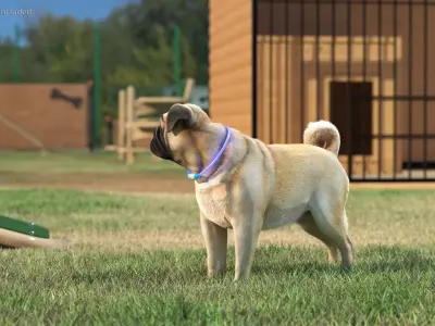  Pug Dog Wearing LED Collar Fur for Maya 