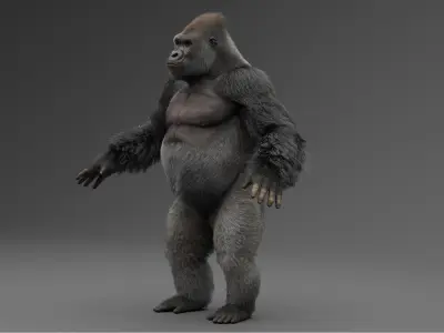  Gorilla 