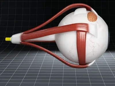 Anatomy eye 3D model