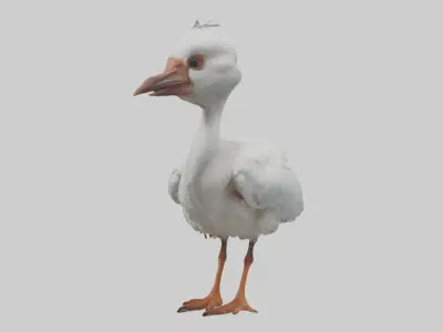 Babyibis Model 1 Low-poly 3D model
