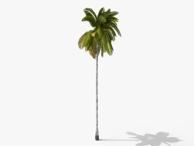 Coconut Palm Tree 3698 - Health Collection Low-poly 3D model