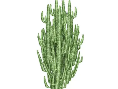 African Milk Tree 3D model