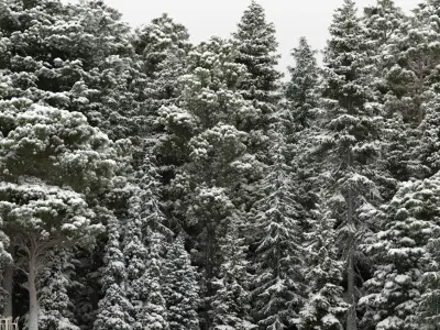  80 Pine Trees with snow 