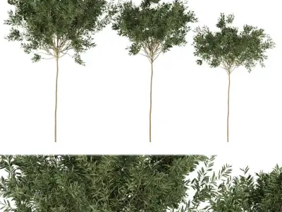 Collection plant vol 230 Free 3D model