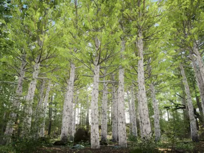 Korean Street Plant - 5 Korean Aspen Conifer Tree Low-poly 3D model