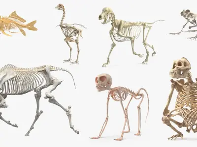  Animal Skeletons Collection 4 