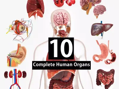 10 Complete Human Organs Low-poly 3D model