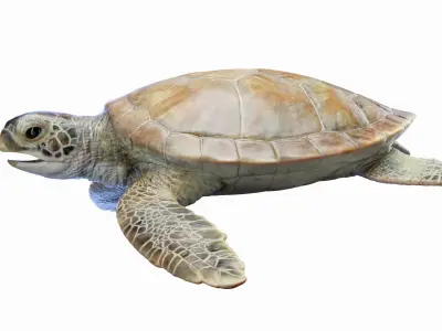  Green Sea Turtle Anatomy 