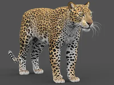  Leopard and Panther PACK Animated-Rigged-Fur 