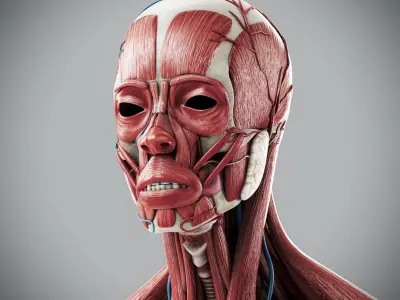  Human Male Complete Anatomy 